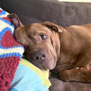 Team Page: The Brutus Brigade